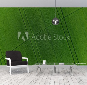 Picture of Green wheat field as background